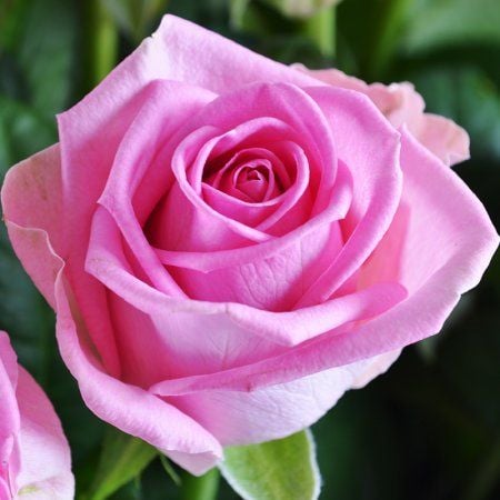 25 рожевих троянд Малиновий
