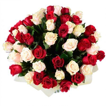 Червоно-кремові троянди (51 шт.)