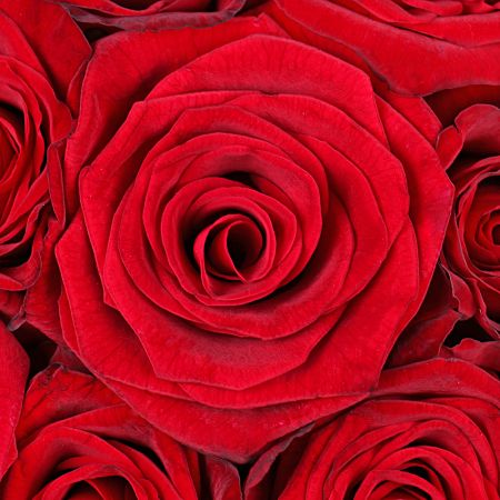 Марго 31 красная роза Марго 31 красная роза