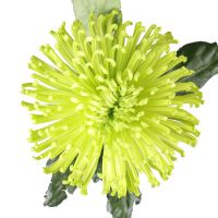 Chrysanthemum green piece Pruzskow