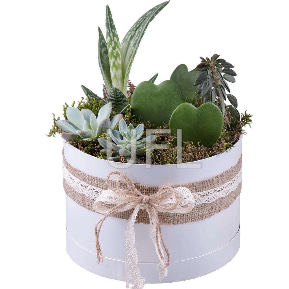 Succulents in decorative boxes