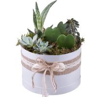 Succulents in decorative boxes Gomel