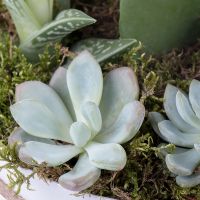 Succulents in decorative boxes