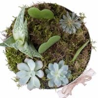 Succulents in decorative boxes