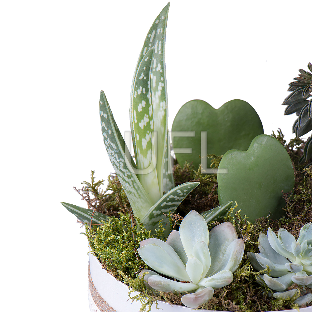 Succulents in decorative boxes