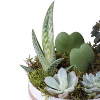 Succulents in decorative boxes