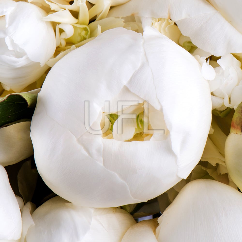 101 white peony 0 $