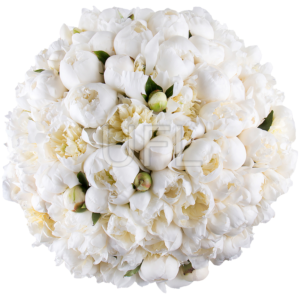 101 white peony