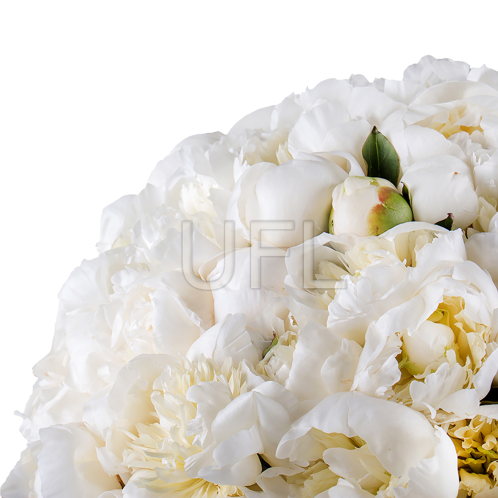 101 white peony 0 $