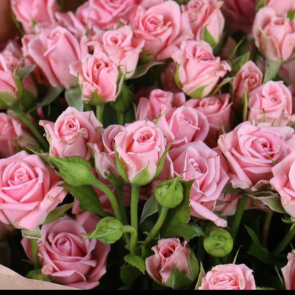 15 pink spray roses