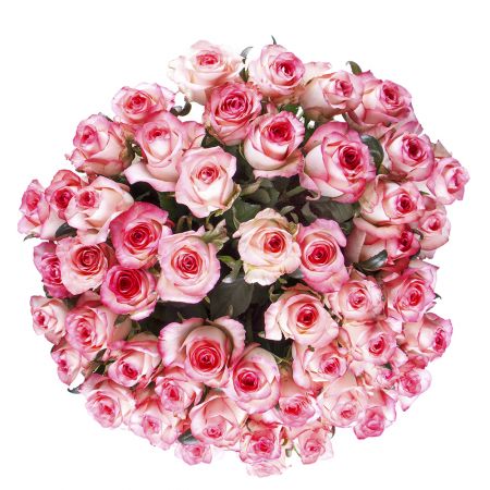 51 біло-рожева троянда