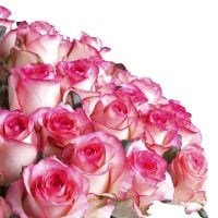 Букет 51 бело-розовая роза 