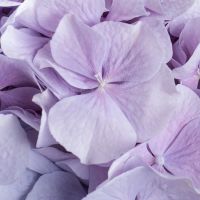  Bouquet Lavender tandem
														