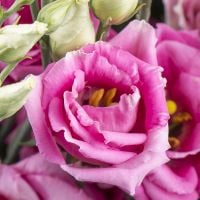 Bouquet with eustoma Nadlymanskoe