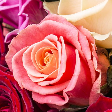  Bouquet Rose rhapsody
														
