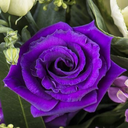  Bouquet Purple breeze
														