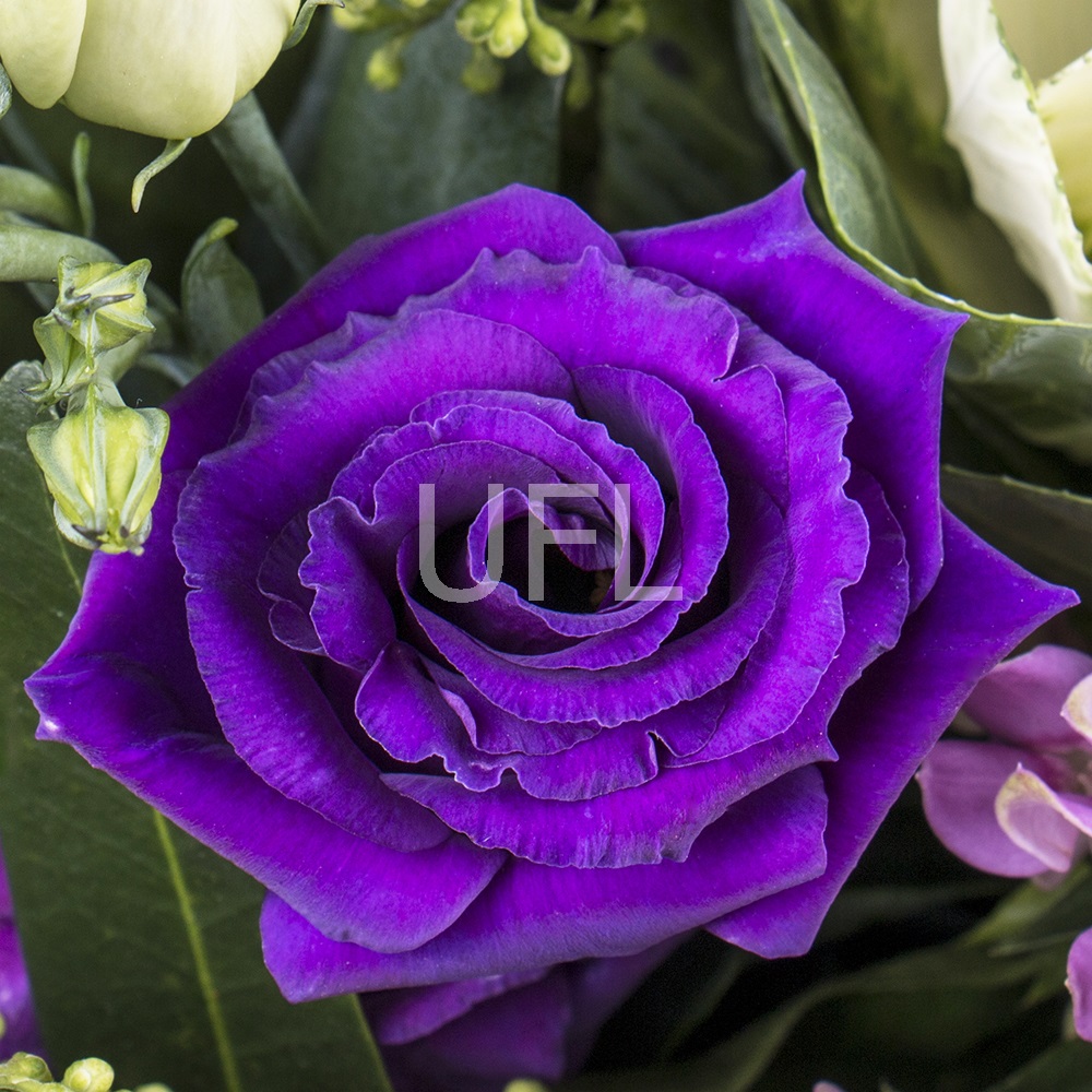  Bouquet Purple breeze
													