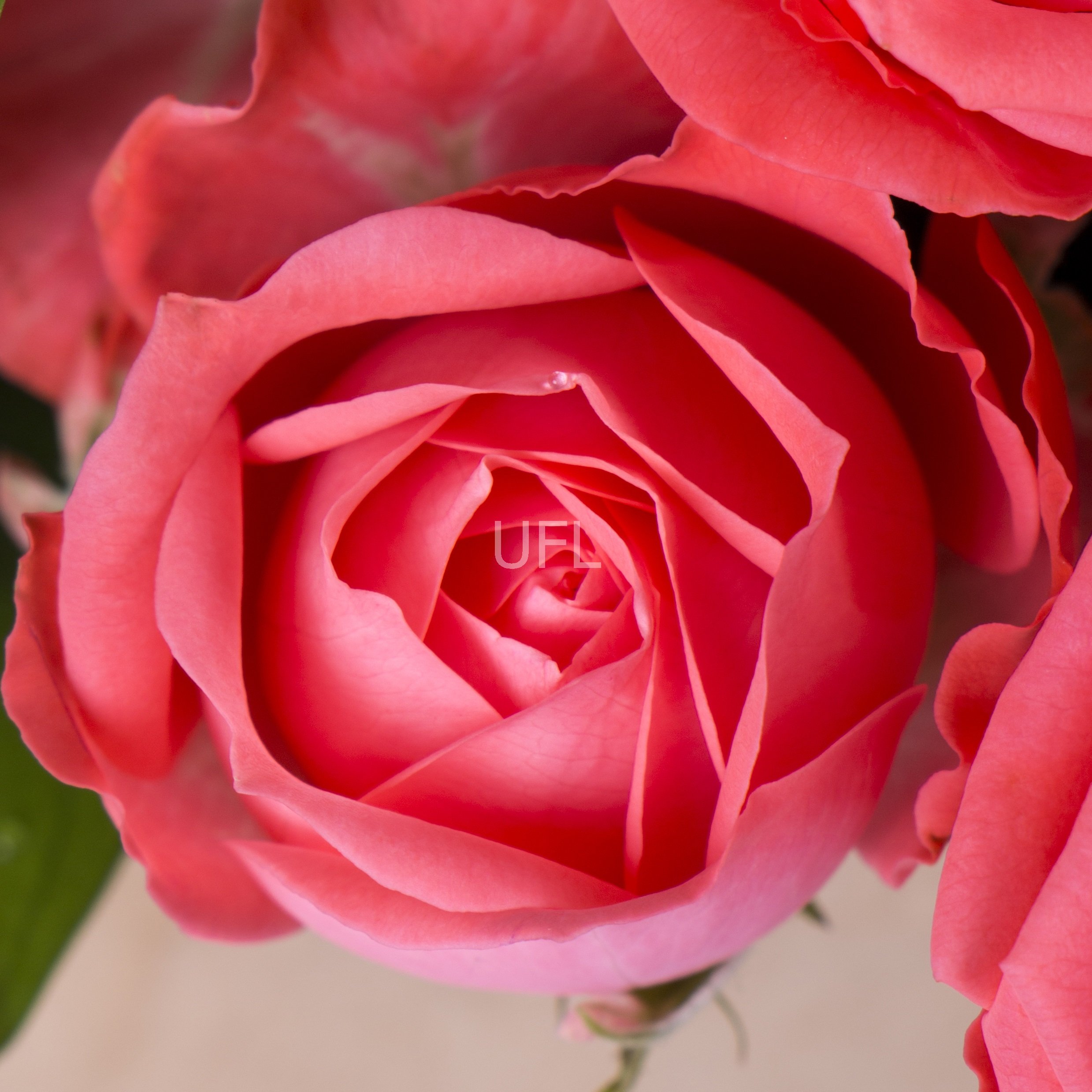 Flower bouquet 51 €