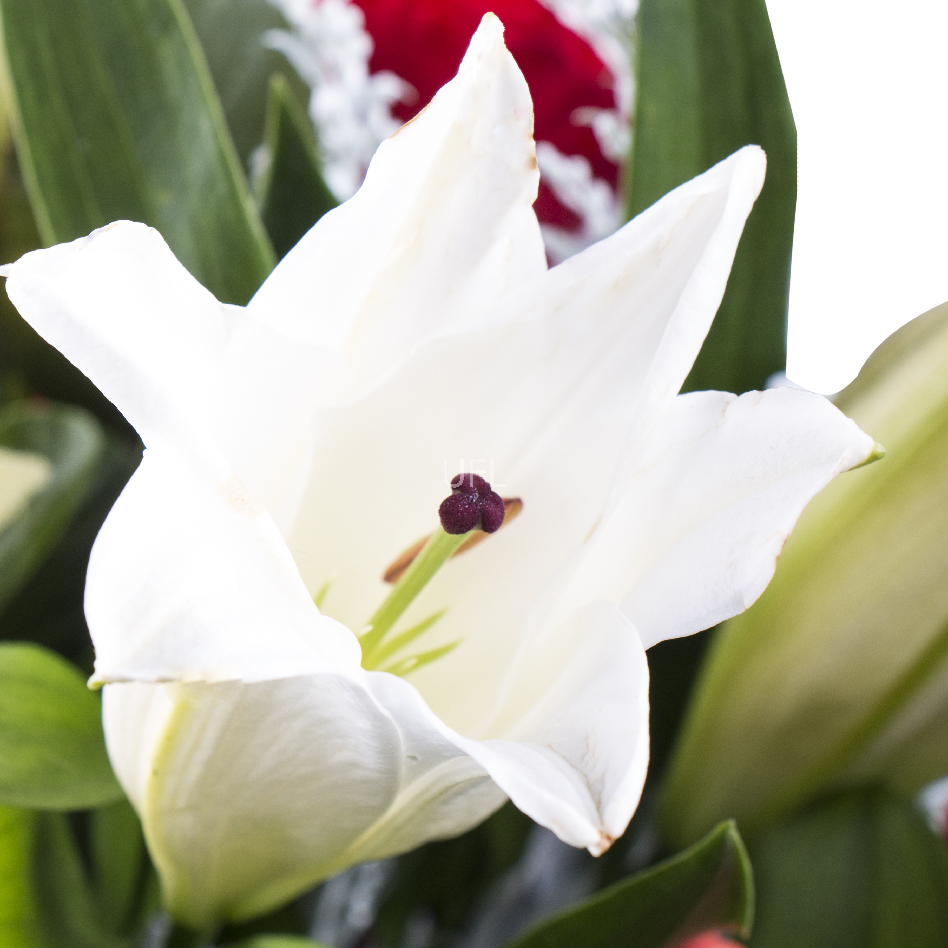  Bouquet Emerald tenderness
													