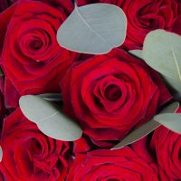 Roses for beloved one Bobruisk