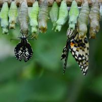 Birth of butterflies Rogaska Slatina