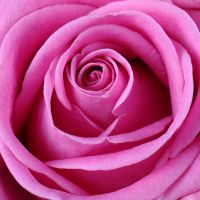Букет квітів Мелодія троянд Белу-Орізонті