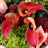  Bouquet Ambrosia placer Queensland
														