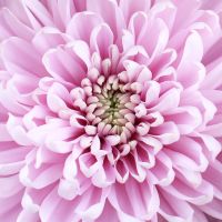  Bouquet Spring firework Vecses
                            