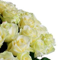 101 white roses + Martini Bianco