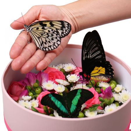 Box with butterflies