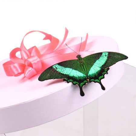 Transparent box with butterflies