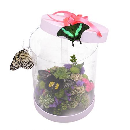 Прозрачная коробка с бабочками