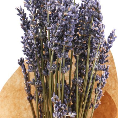 Lavander 0 $