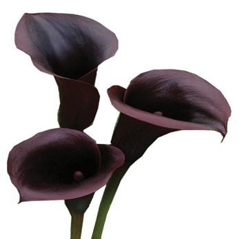 Black callas by the piece Black callas by the piece