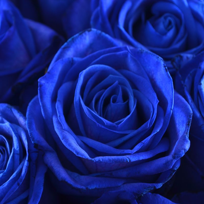 Blue roses by the piece Blue roses by the piece