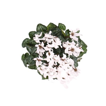  Bouquet Цикламен белый
														