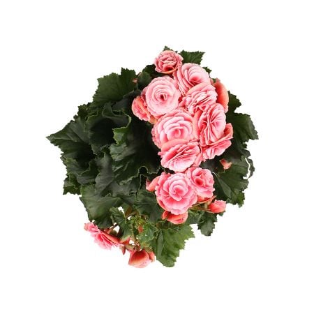  Bouquet Бегония розовая 
														