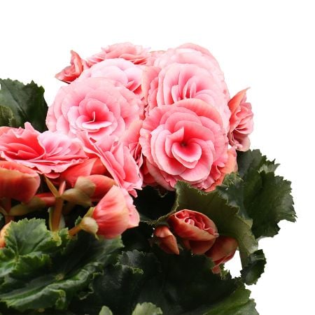  Bouquet Бегония розовая 
														