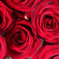  Букет 30 троянд Сімферополь
														