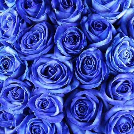 Із 51 синьої троянди 