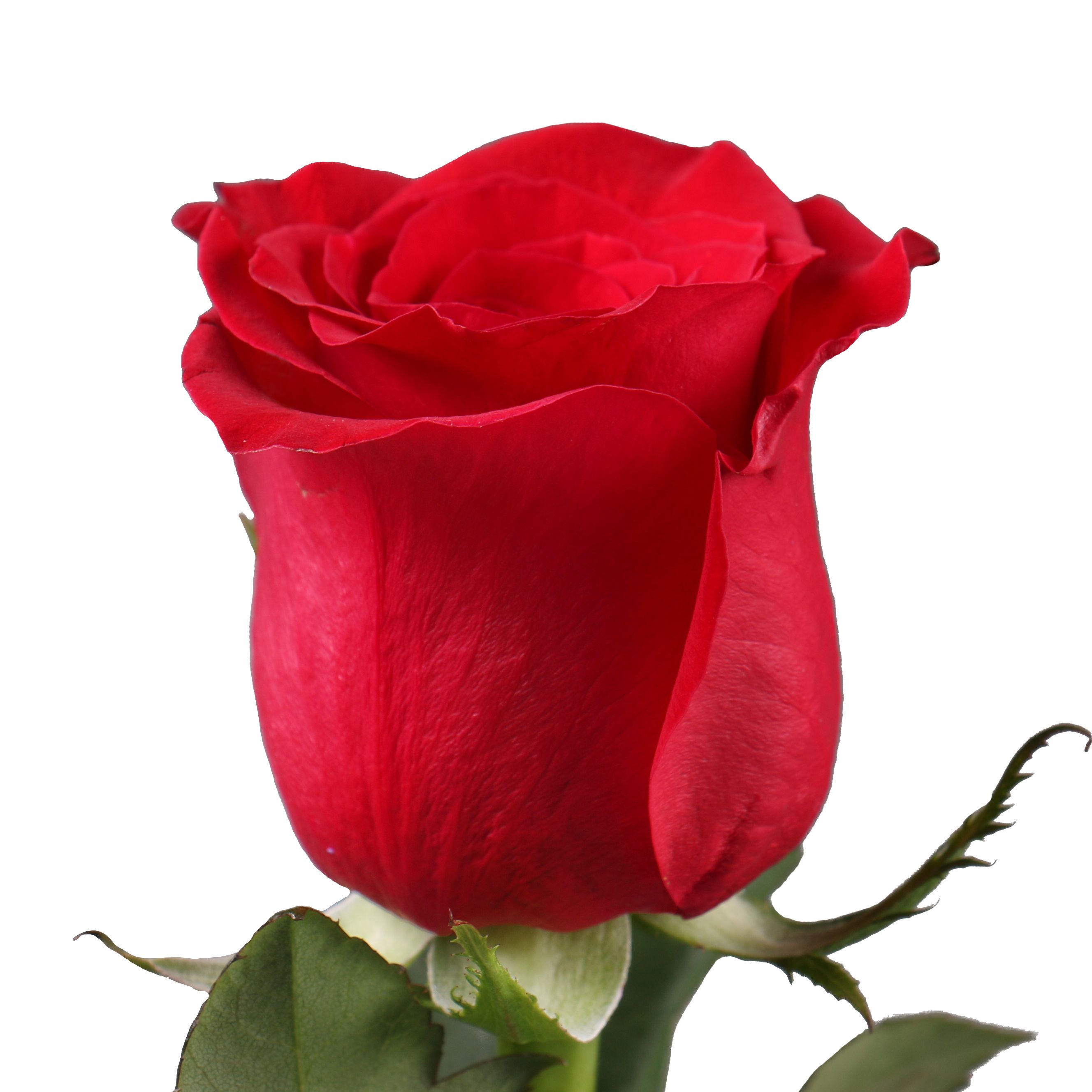 Поштучно красные розы премиум 80 см