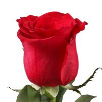 Поштучно преміум червоні троянди 90 cм Іерухам