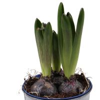 Hyacinth in the flowerpot