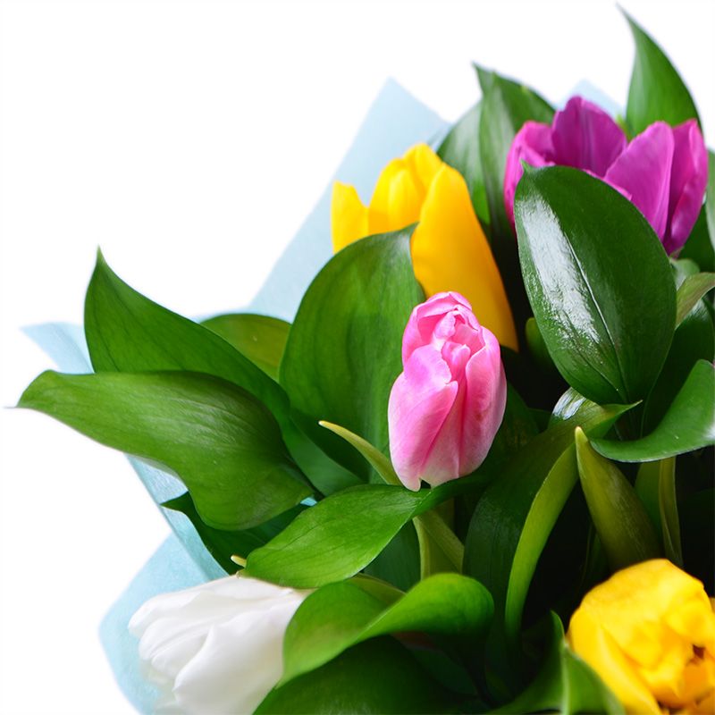 11 разноцветных тюльпанов (ОПТ от 5 шт.)