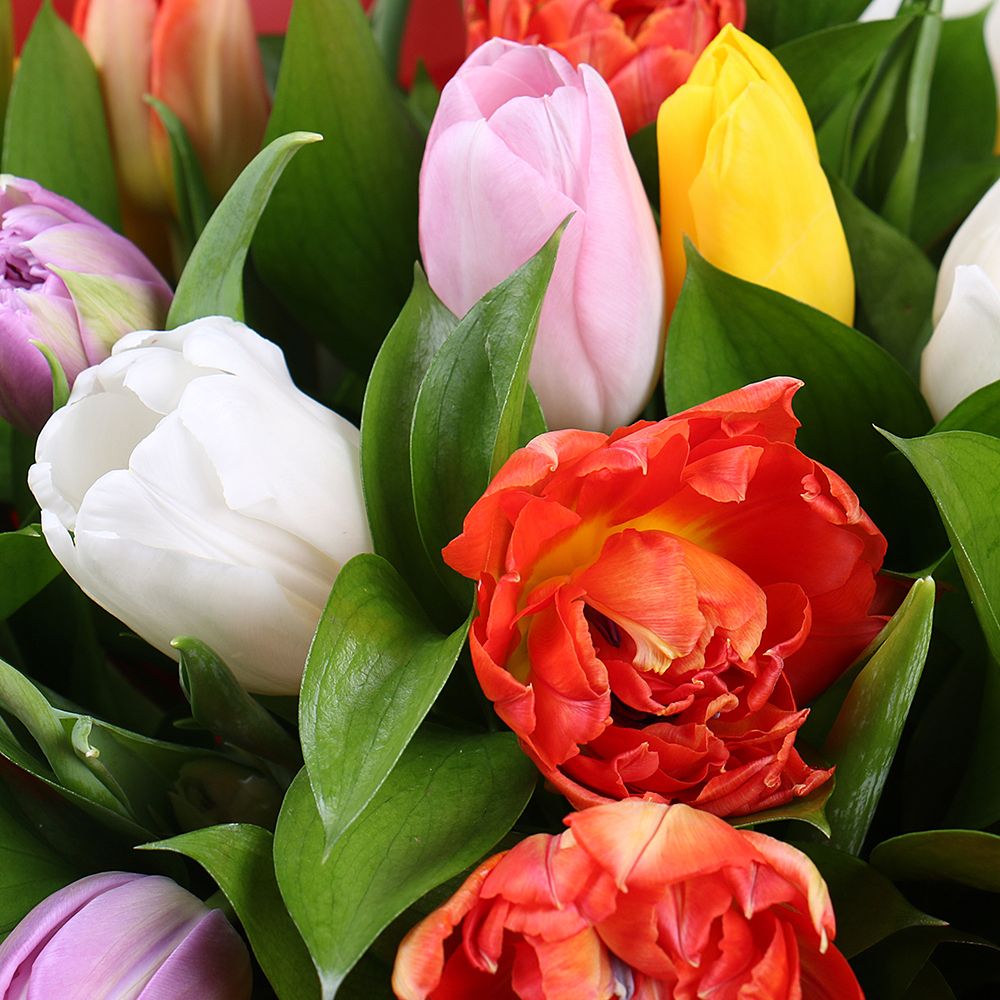 19 разноцветных тюльпанов