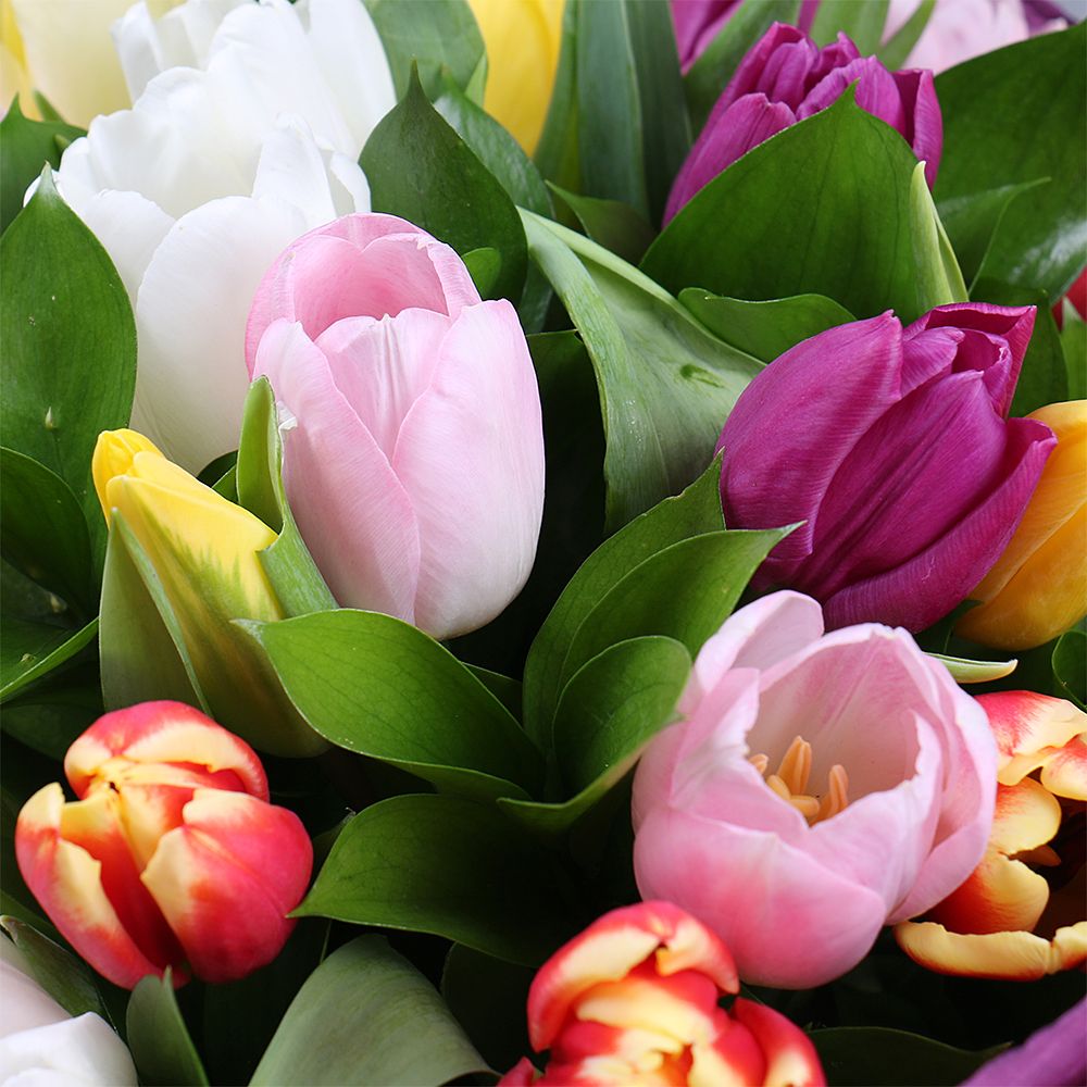 25 multi colored tulips