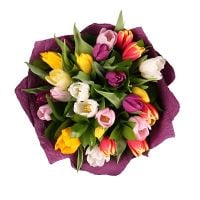 25 multi colored tulips Tukums