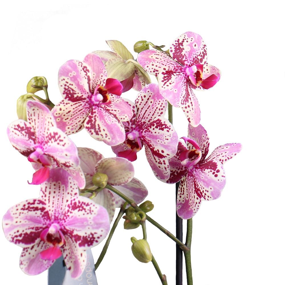  Букет Орхидея пятнистая
													