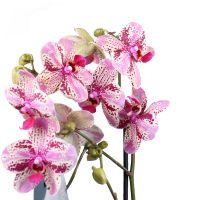 Orchid is spotty Roquetas de Mar