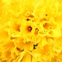 101 yellow daffodil